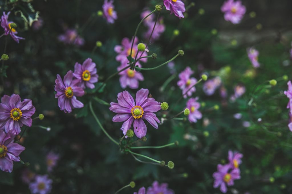 Fiori autunnali - Moody flowers