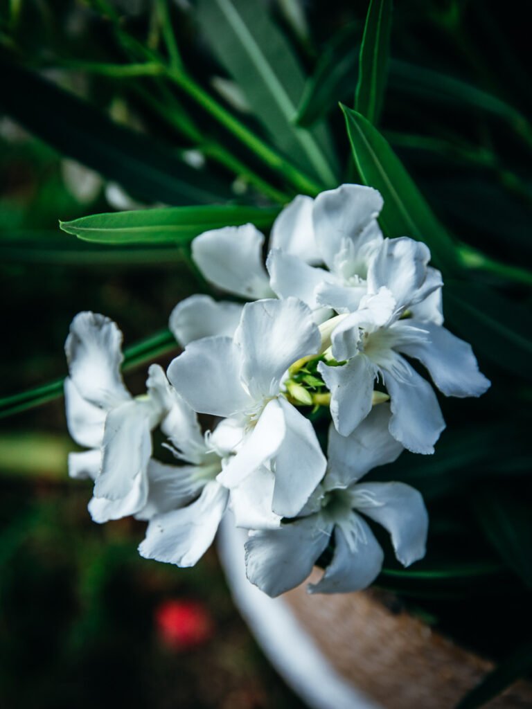 Fiore